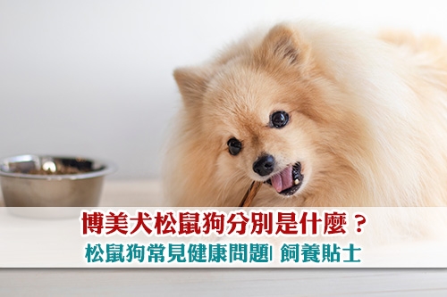 博美犬松鼠狗分別是什麼-松鼠狗常見健康問題-飼養貼士